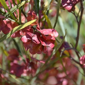Dodonaea viscosa ssp. Angustissima 