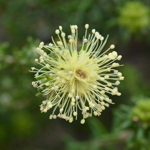 Microcybe pauciflora 