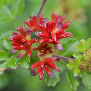Dodonaea humilis - Male Flower