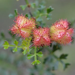 Dodonaea humilis - Female Flower