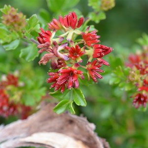 Dodonaea humilis - Male Flower