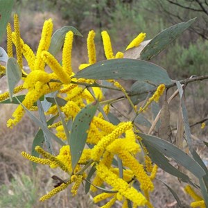 Velvet Wattle, Expedition NP, Qld
