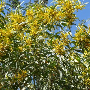 Velvet Wattle, Acacia pubifolia