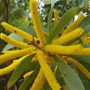 Velvet Wattle, Acacia pubifolia