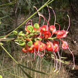 Grevillea longistyla, Expedition NP, Qld