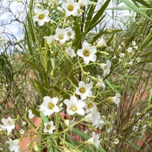 Duboisia hopwoodii. Pituri flowers