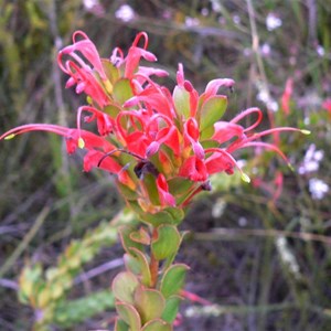 Adenanthos obovatus or Basket flower near Albany, WA