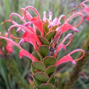 Adenanthos obovatus or Basket Flower near Albany, WA
