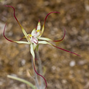 Coastal Spider Orchid