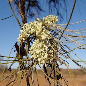 Hakea chordophylla