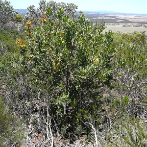 Cayley's Banksia - Banksia caleyi. 