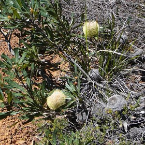 Tennis Ball Banksia - Banksia laevigata. 