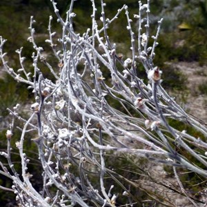 Common Smokebush - Conospermum stoechadis. 