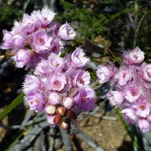 Plumed Featherflower - Verticordia plumosa
