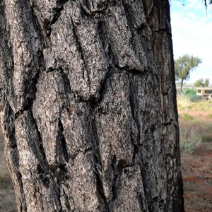 Thick rough bark of desert oak