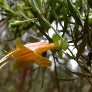 Eremophila duttonii, roadside near Louth NSW