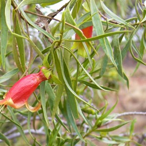 Eremophila duttonii, roadside near Tibooburra NSW