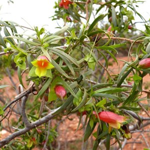 Eremophila duttonii, roadside near Louth NSW