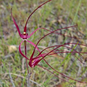 Joseph's Spider Orchid - Red version