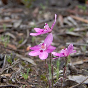 Little Pink Fairy Orchid
