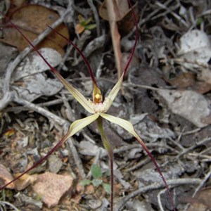 Joseph's spider orchid
