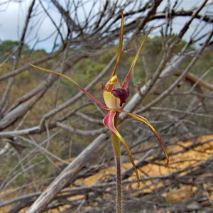  Heberle's spider orchid
