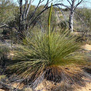 Grass Tree - Xanthorrhoea thorntonii Tate.  Gus Luck Track, WA 