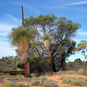 Grass Tree - Xanthorrhoea thorntonii.  The Sentinels - Queen Victoria Springs.  GVD, WA 