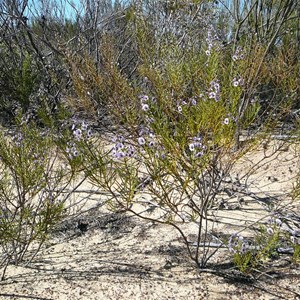 Tinsel-flower - Cyanostegia angustifolia