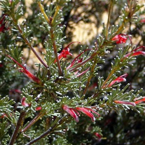 Little Woollybush - Adenanthos argyreus