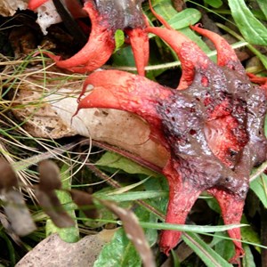 Starfish Fungus, Brindabella Ranges NSW/ACT