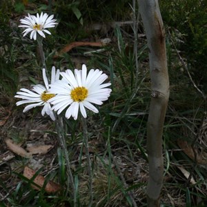 Celmisia longifolia, Brindabella Ranges, NSW/ACT 2014