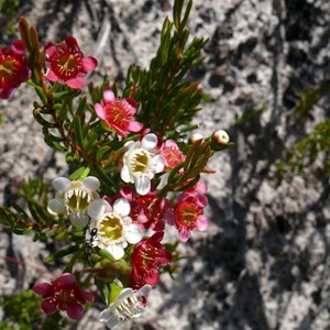 Chamelaucium axillare, Cape Arid NP, WA