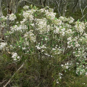 Olearia megalophylla, Brindabella Ranges ACT/NSW 2014