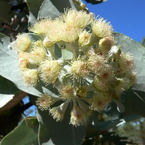 Eucalyptus pruinosa, Gregory NP, NT 2008