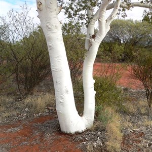 Eucalyptus/Corymbia aspera, Well 31 CSR, WA