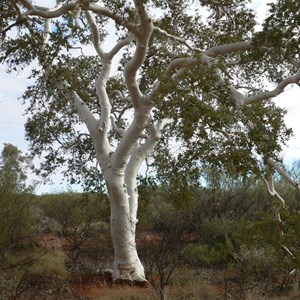 Eucalyptus/Corymbia aspera, Well 31 CSR, WA