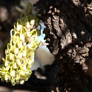 Hakea lorea subsp. lorea, near Laverton, WA