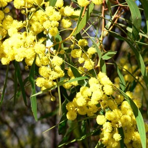 Golden Wattle, Acacia pycnantha