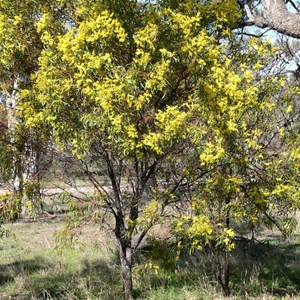 Acacia pycnantha usually grows into a small Tree