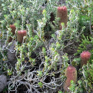 Banksia praemorsa, coast south of Albany, WA
