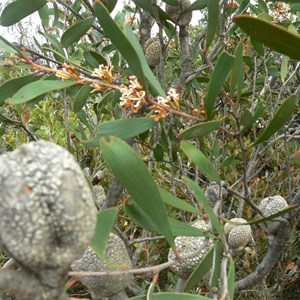 Hakea pandanicarpa subsp. crassifolia, Fitzgerald River NP, WA