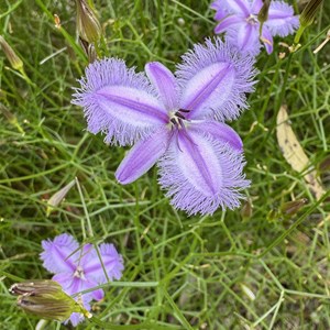 Fringe lily
