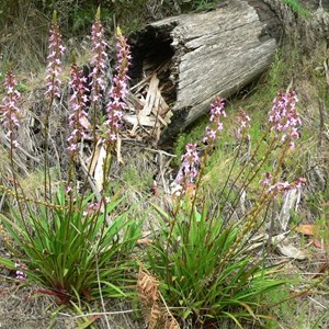 Grass Trigger Plant, Brindabella Ranges, ACT/NSW