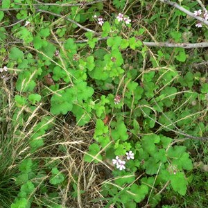 Pelargonium inodorum or Kopata, Brindabella Ranges, NSW/ACT