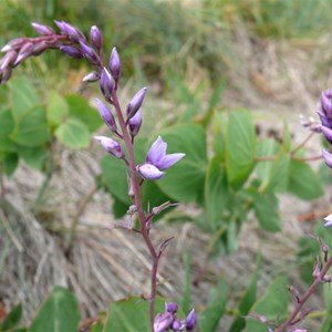 Veronica perfoliata, Brindabella Ranges, NSW/ACT