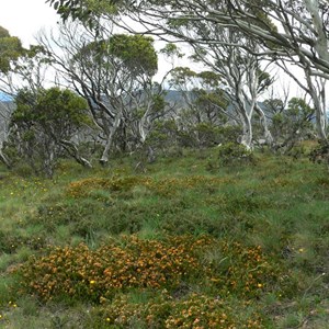 Podolobium alpestre hugs the ground on Mt. Gininni in Brindabella Ranges, ACT/NSW