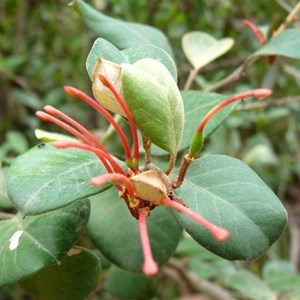 Grevillea victoriae, Brindabella Ranges, NSW/ACT