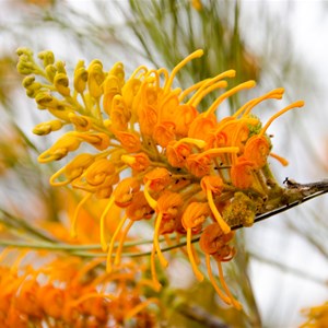 Grevillia juncifolia: 'Honeysuckle Spider Flower'