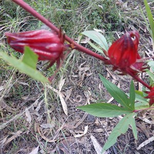 Rosella (Hibiscus sabdariffa)